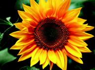 Картина по номерам "Квітка сонця", 40*50 cm, ART Line