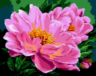 Картина по номерам "Рожеві півонії", 40*50 cm, ART Line